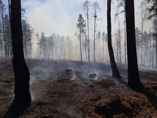 Глава МЧС РФ Евгений Зиничев поручил усилить защиту сел от лесных пожаров в Якутии