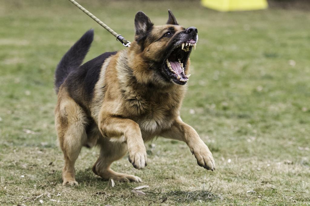 Более 480 якутян пострадали от укусов собак с начала 2021 года