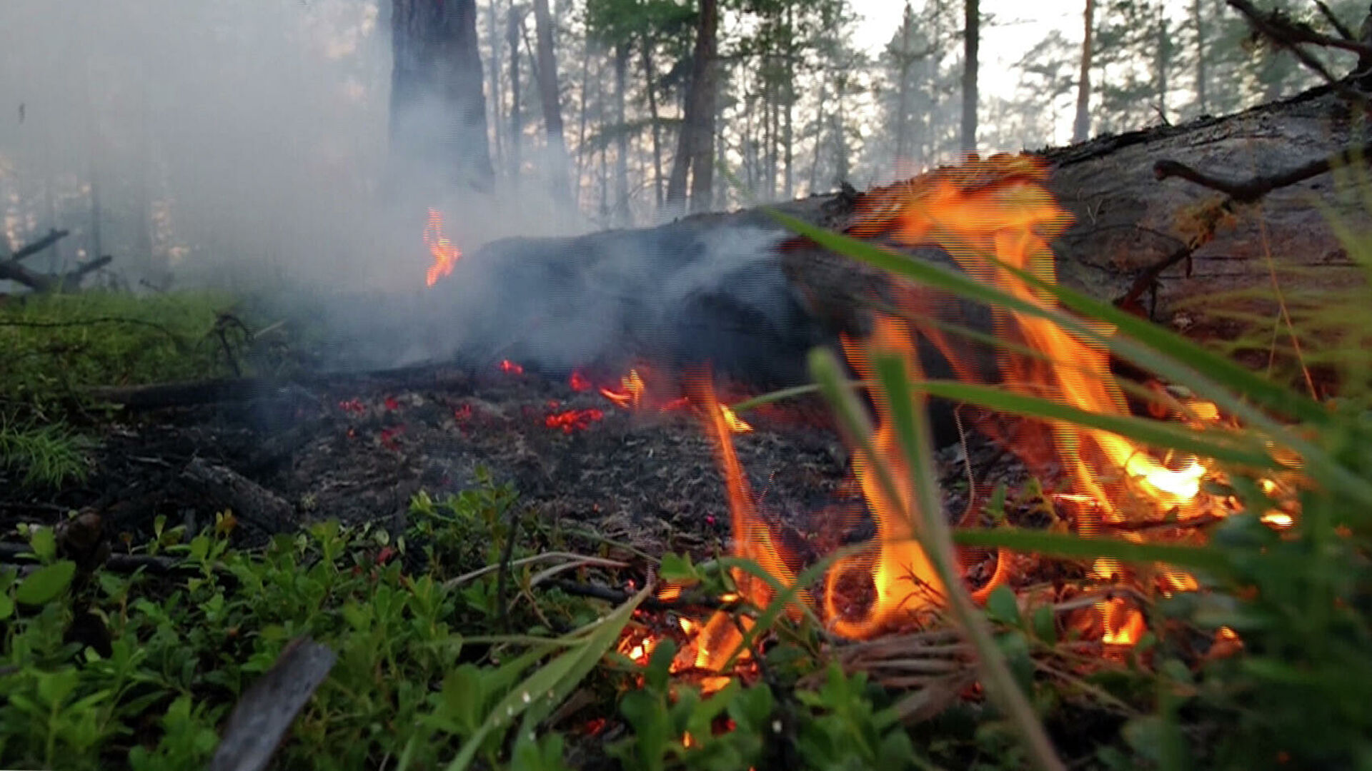 Айсен Николаев: Мы окончательно переломили ситуацию с лесными пожарами в Якутии