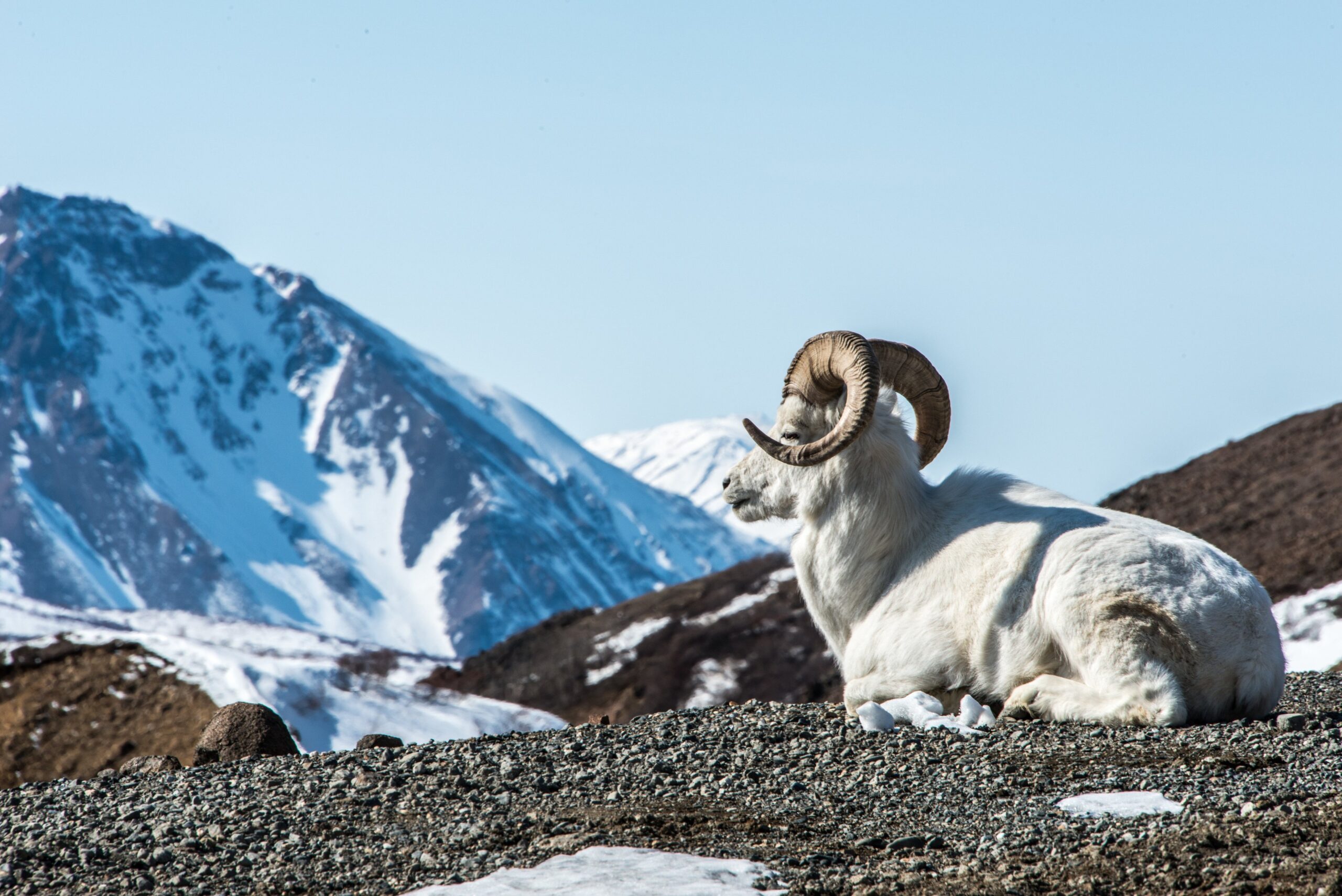 Подсчет популяции снежного барана проведут в Булунском районе Якутии