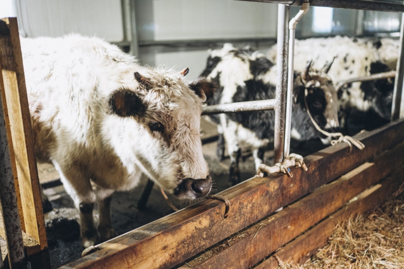 Информацию о массовом падеже скота из-за грозы опровергли в ЦУР Якутии