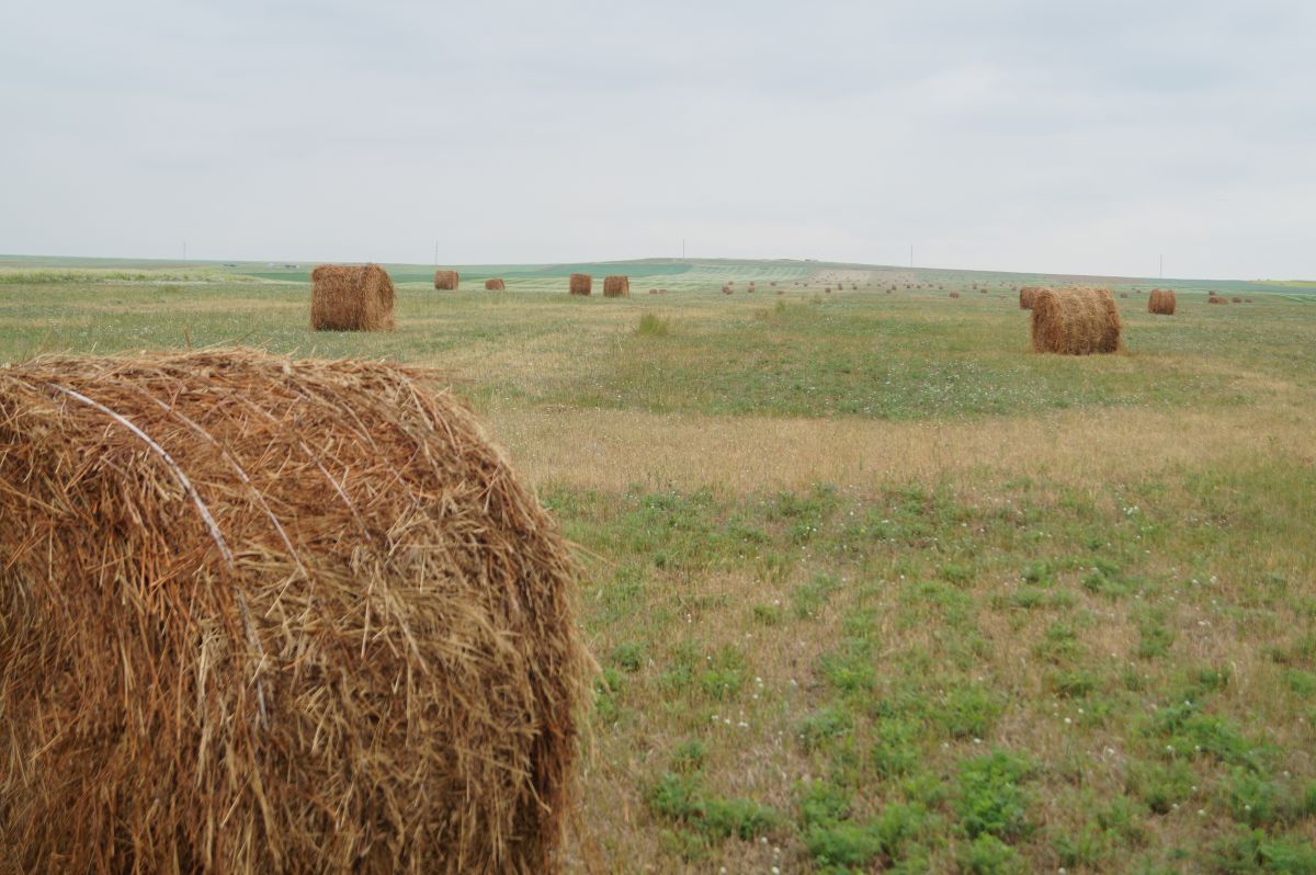 Подтопление пониженных участков сенокосных угодий ожидается в двух районах Якутии
