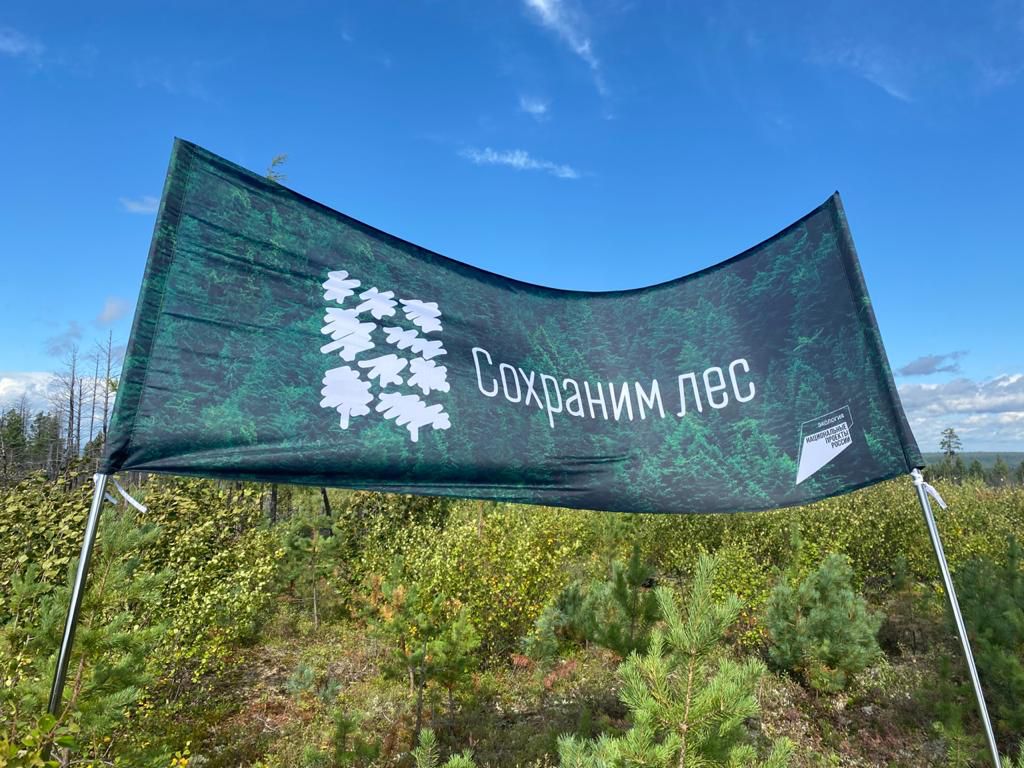 Десять тысяч сеянцев сибирского кедра высадили в Нерюнгринском районе Якутии