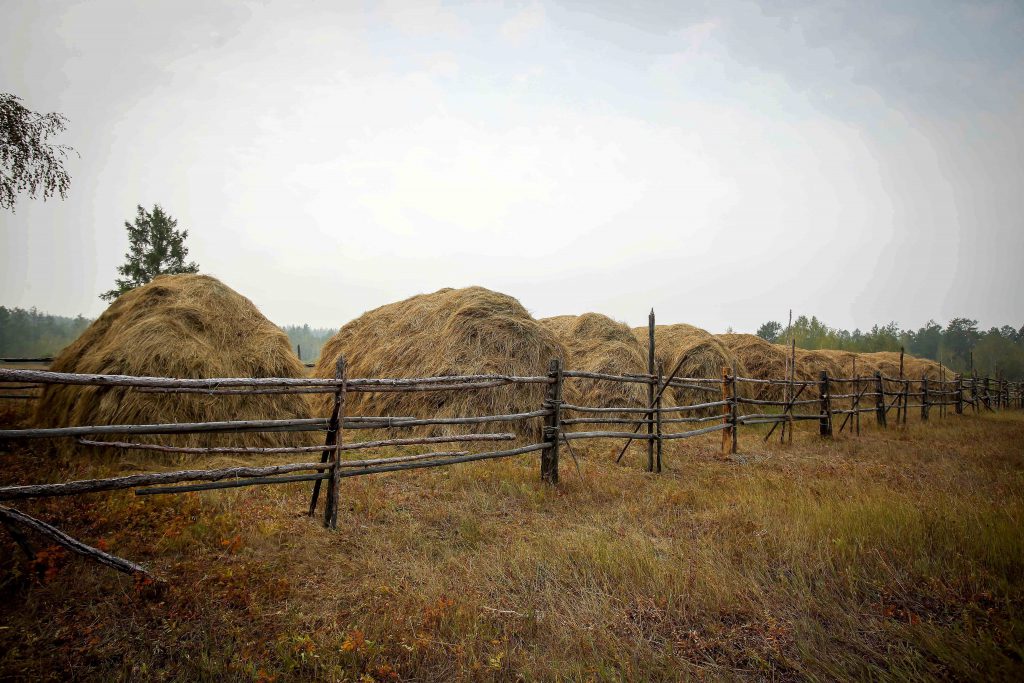 Чурапчинский район закупит сено для зимовки скота из других районов Якутии и Амурской области