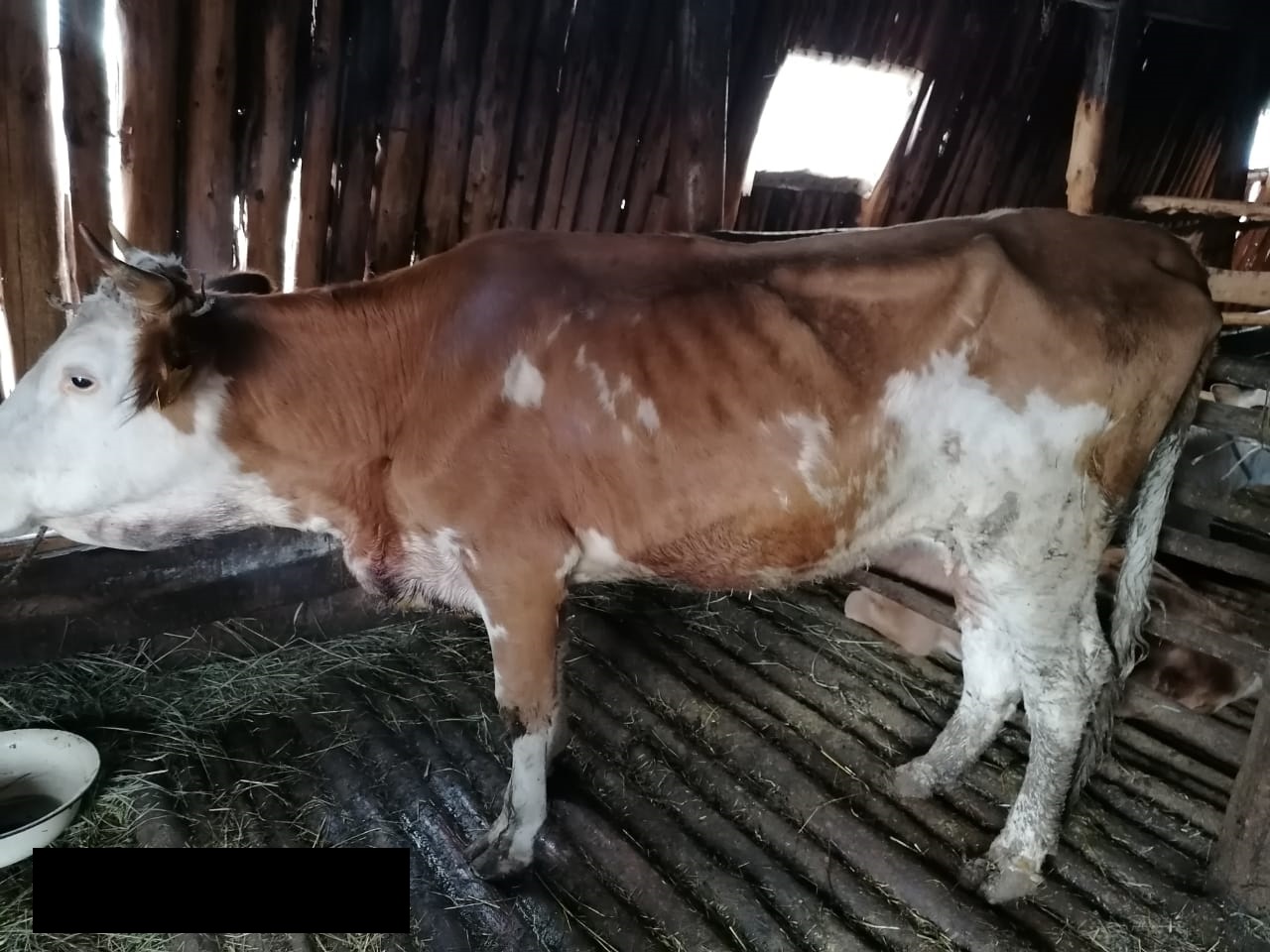 Ветеринар обнаружил проволоку в сердце коровы в Вилюйском районе Якутии