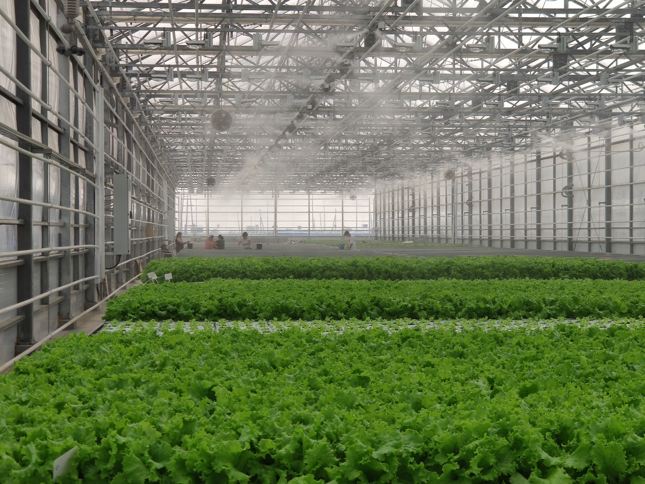 Тепличный комплекс «Саюри» в Якутске начал перепосадку урожая
