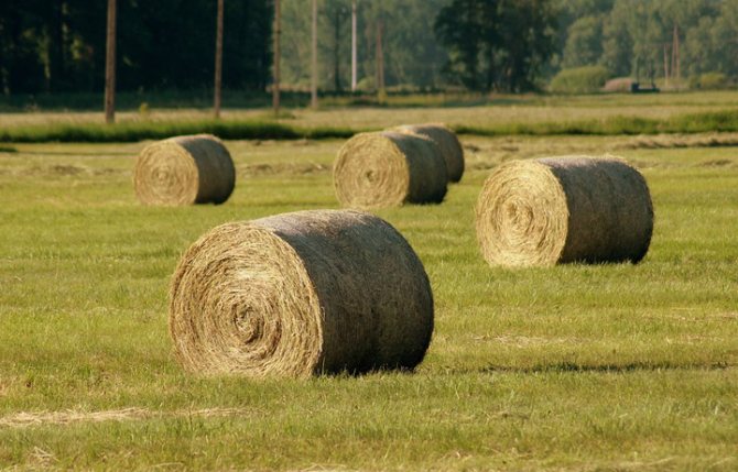 Якутия закупит более 13 тыс тонн сена из Амурской и Магаданской областей
