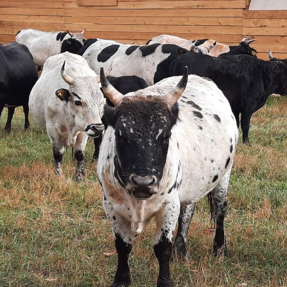 Поголовье якутского скота в республике выросло в 1,5 раза за пять лет