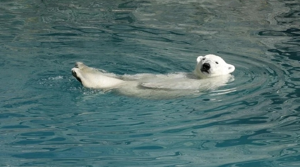 Белого медвежонка Алмаза из Якутии перевозят в Приамурский зоопарк