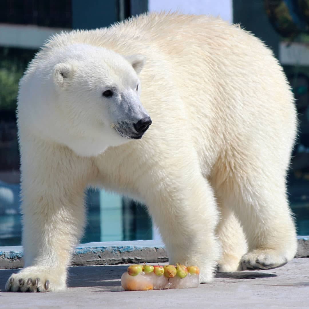 Белой медведице Умке-Аяне в Нижегородском зоопарке нашли партнера
