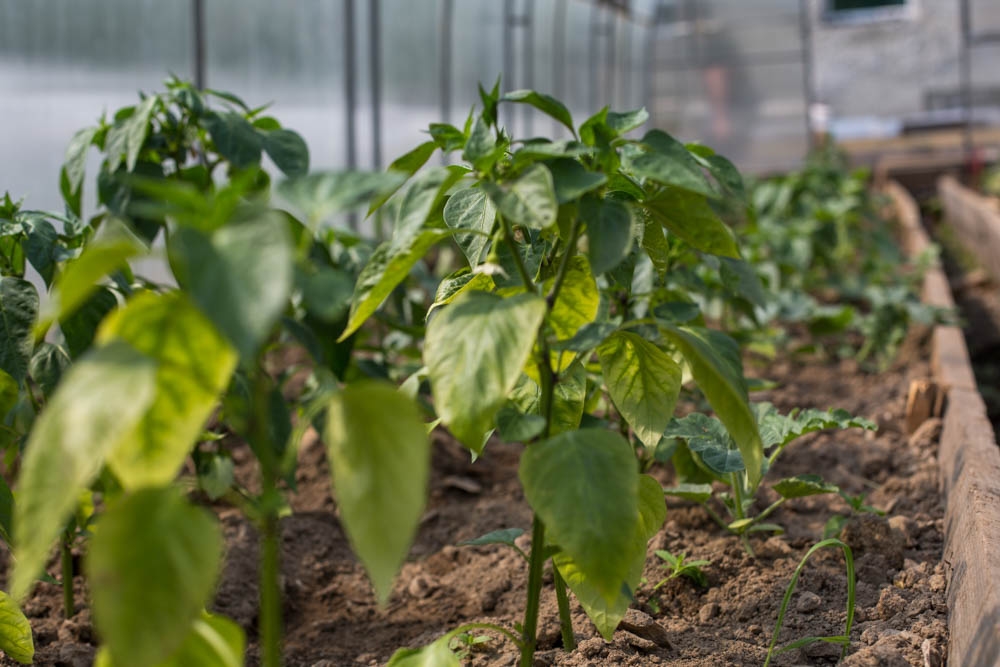 Агротехнологические классы создадут в трех школах Якутии