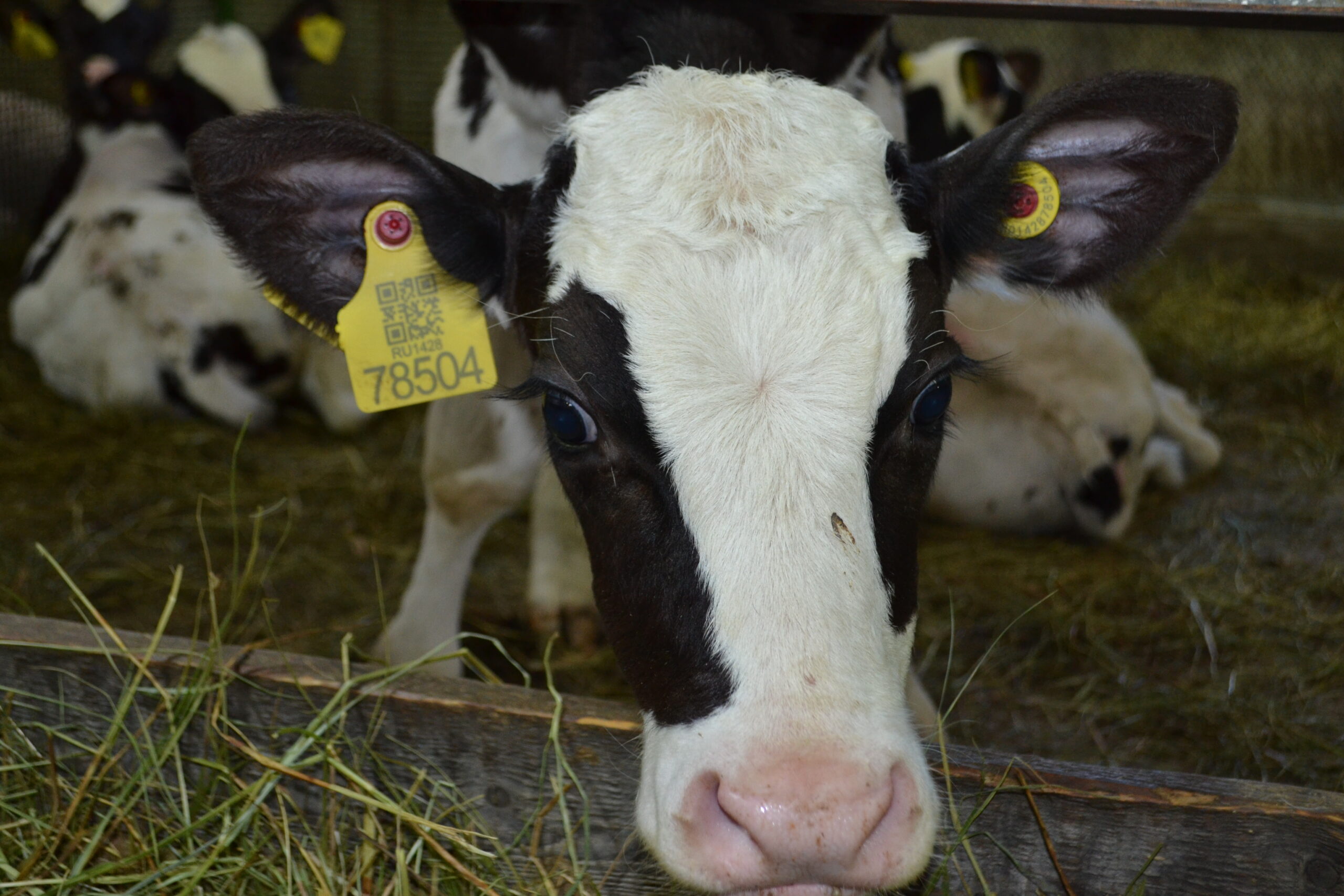 Коров черно-пестрой породы будут разводить в Мирнинском районе Якутии