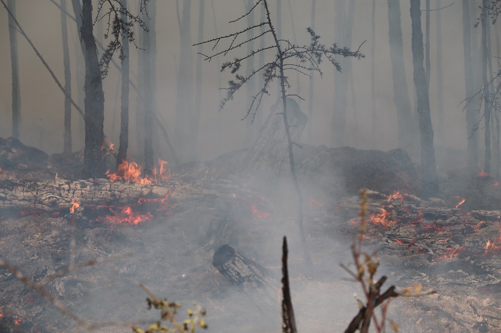 Четыре лесных пожара ликвидировали в Якутии за сутки