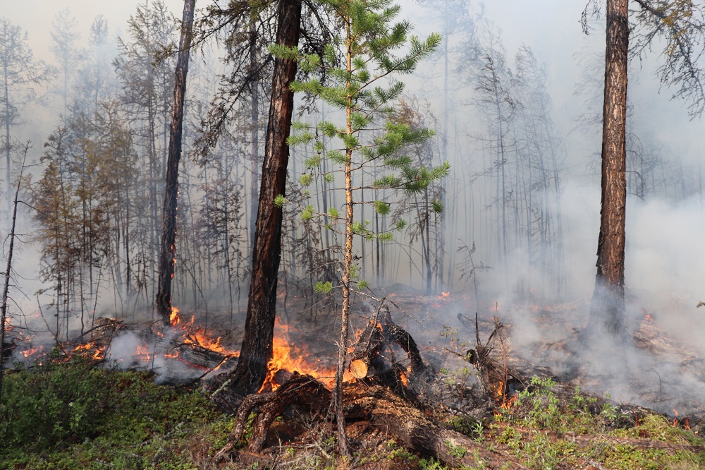 Более 20 лесных пожаров ликвидировали в Якутии за сутки