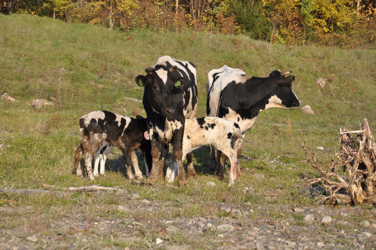 Сто коров холмогорской породы завезли в село Батамай Ленского района Якутии
