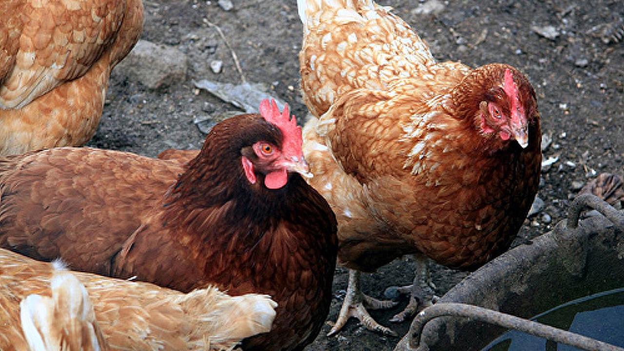 Верховный суд РФ признал незаконным разведение домашних птиц на садовых участках