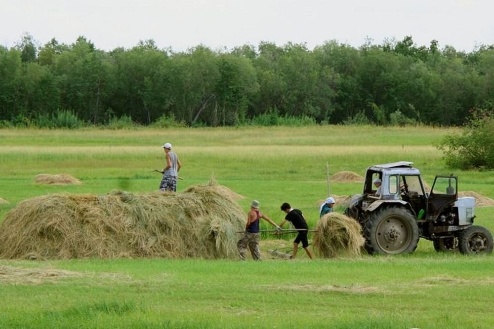 Всего 80% от плана по заготовке сена выполнили в Якутии