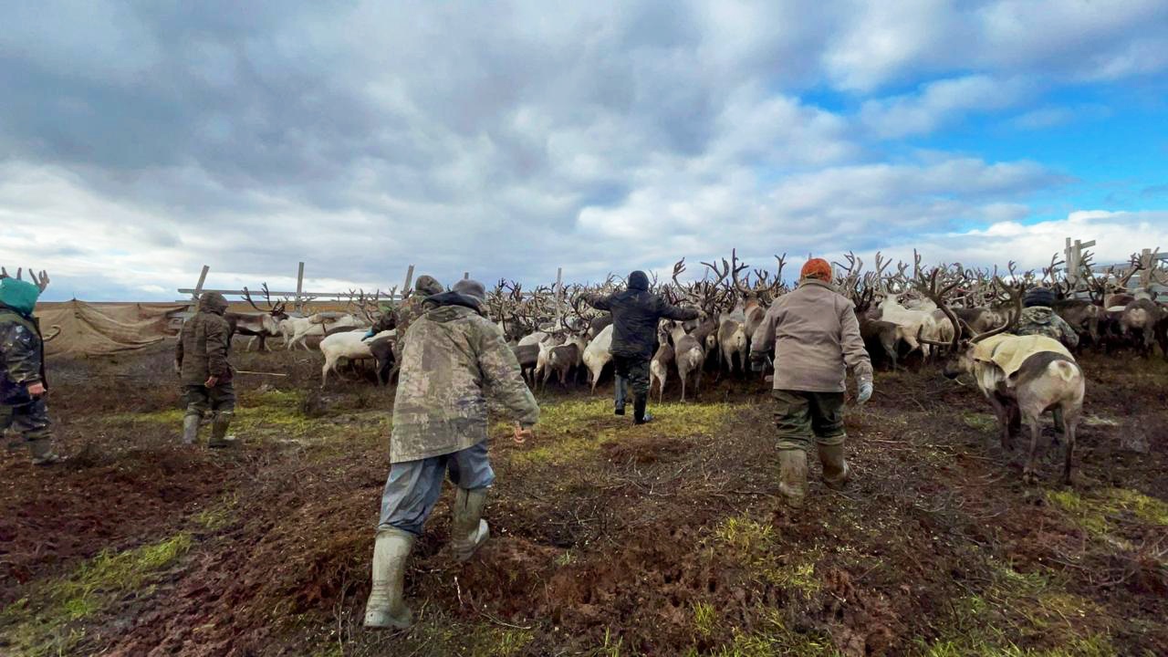 Осеннюю корализацию северных оленей провели в Оленекском районе Якутии