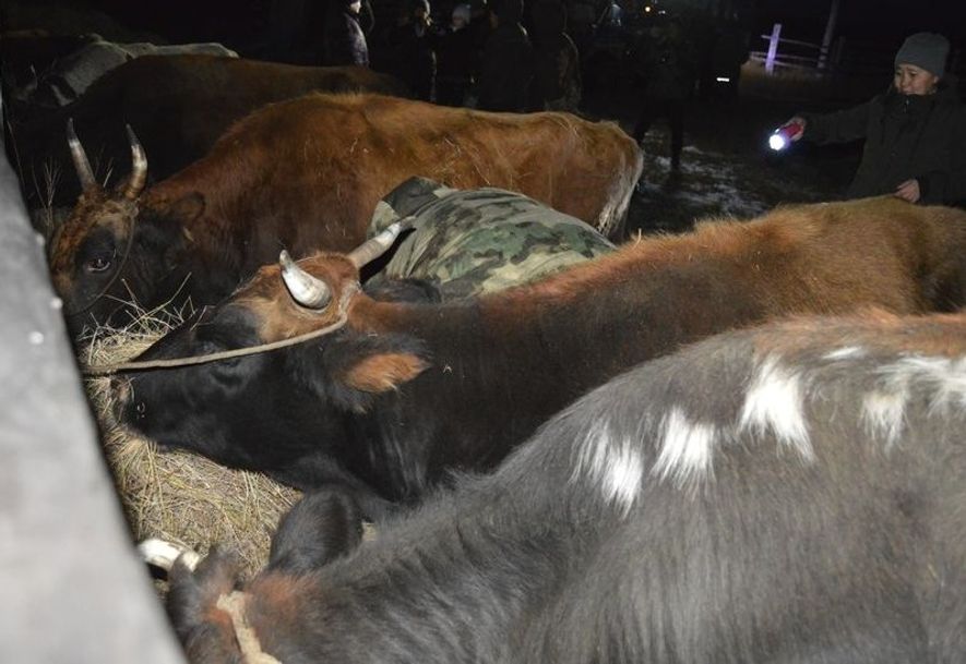 Сорок голов якутского скота завезут в наслег Мегино-Кангаласского района в ноябре