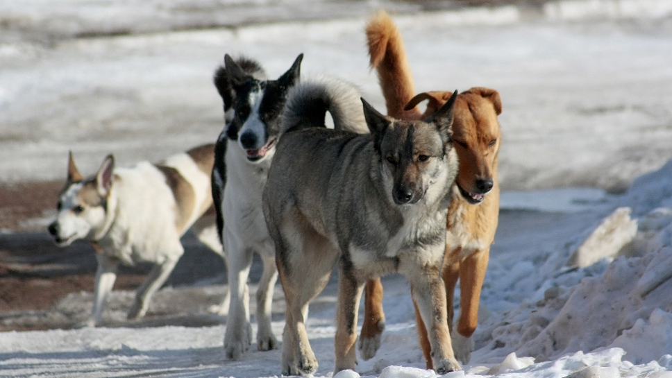 Отлов бродячих собак усилят в Якутске перед Всероссийской переписью населения