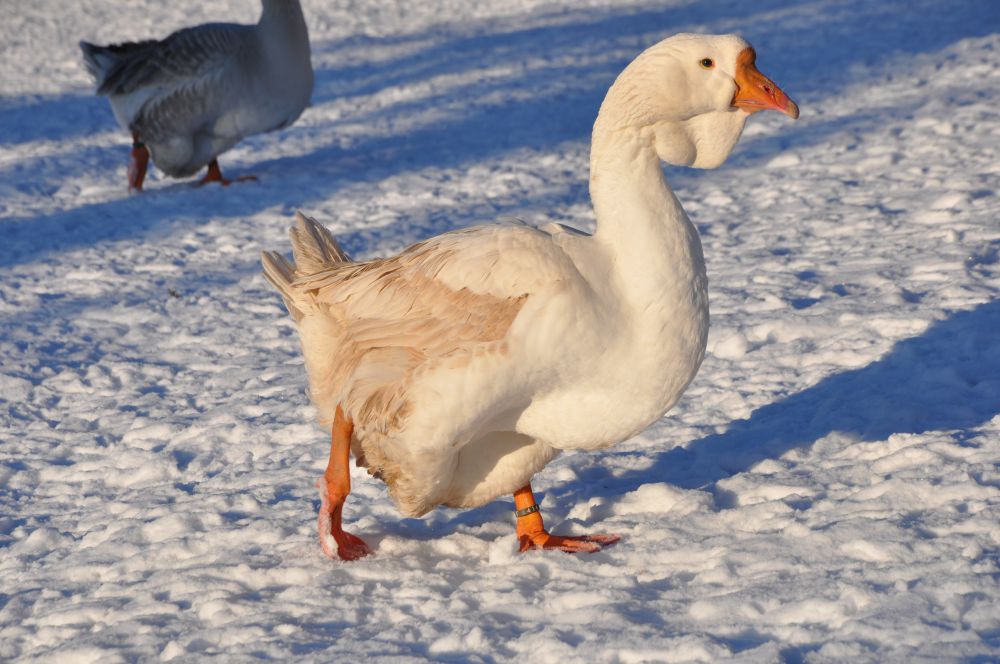 Жительница Сюльдюкара в Якутии будет разводить птиц на средства «Агростартапа»