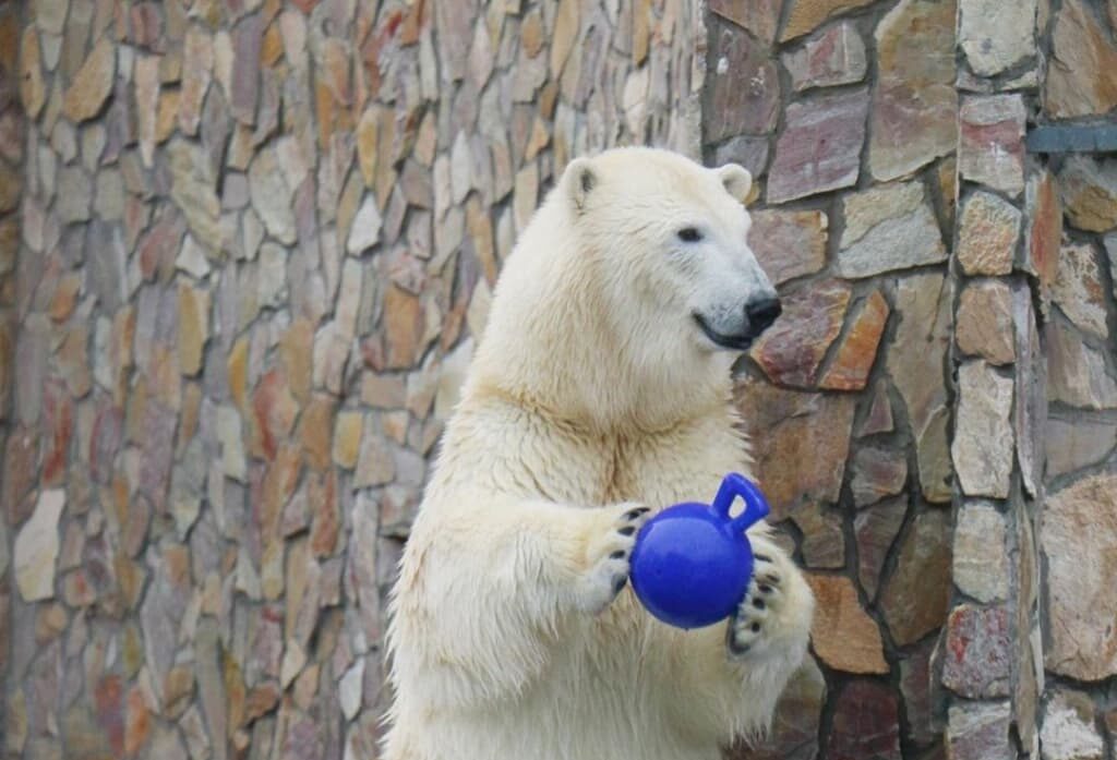 Белую медведицу Хаарчаану угостили сезонными овощами в Ленинградском зоопарке