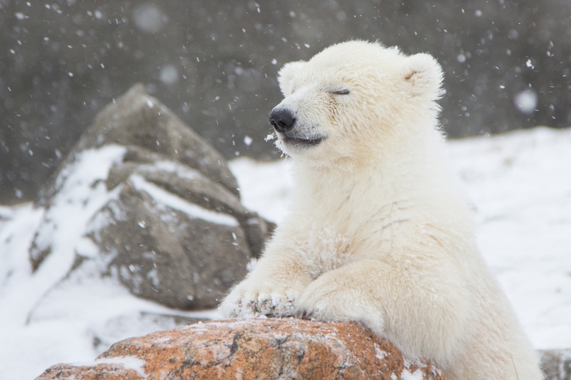 Одинокого белого медвежонка обнаружили на берегу Колымского залива в Якутии