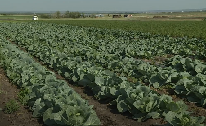 Около 5,5 тыс тонн плодово-овощной продукции собрали в Якутске