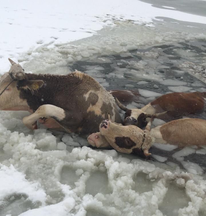 Случаи провалов скота под лед участились в Якутии