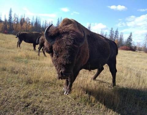 Популяция лесных бизонов в Якутии за 15 лет увеличилась до 250 особей