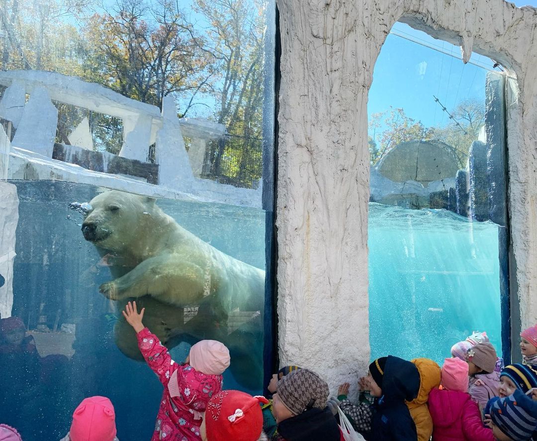 Белого медвежонка Алмаза из Якутии привезли в хабаровский зоосад