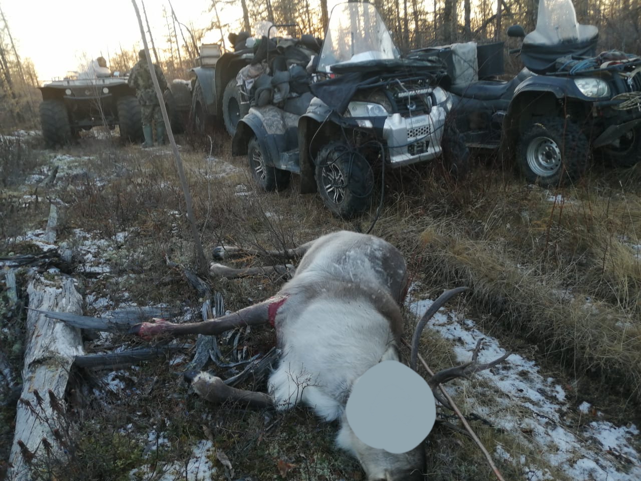 Инспекторы выявили 17 фактов незаконной добычи оленей в Якутии