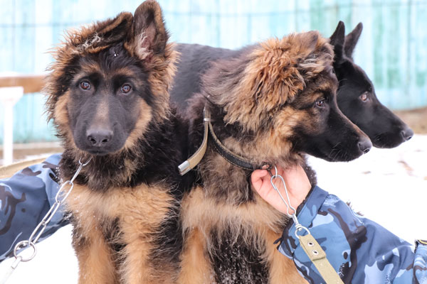 Пять щенков доставили в Якутию для кинологической службы УФСИН
