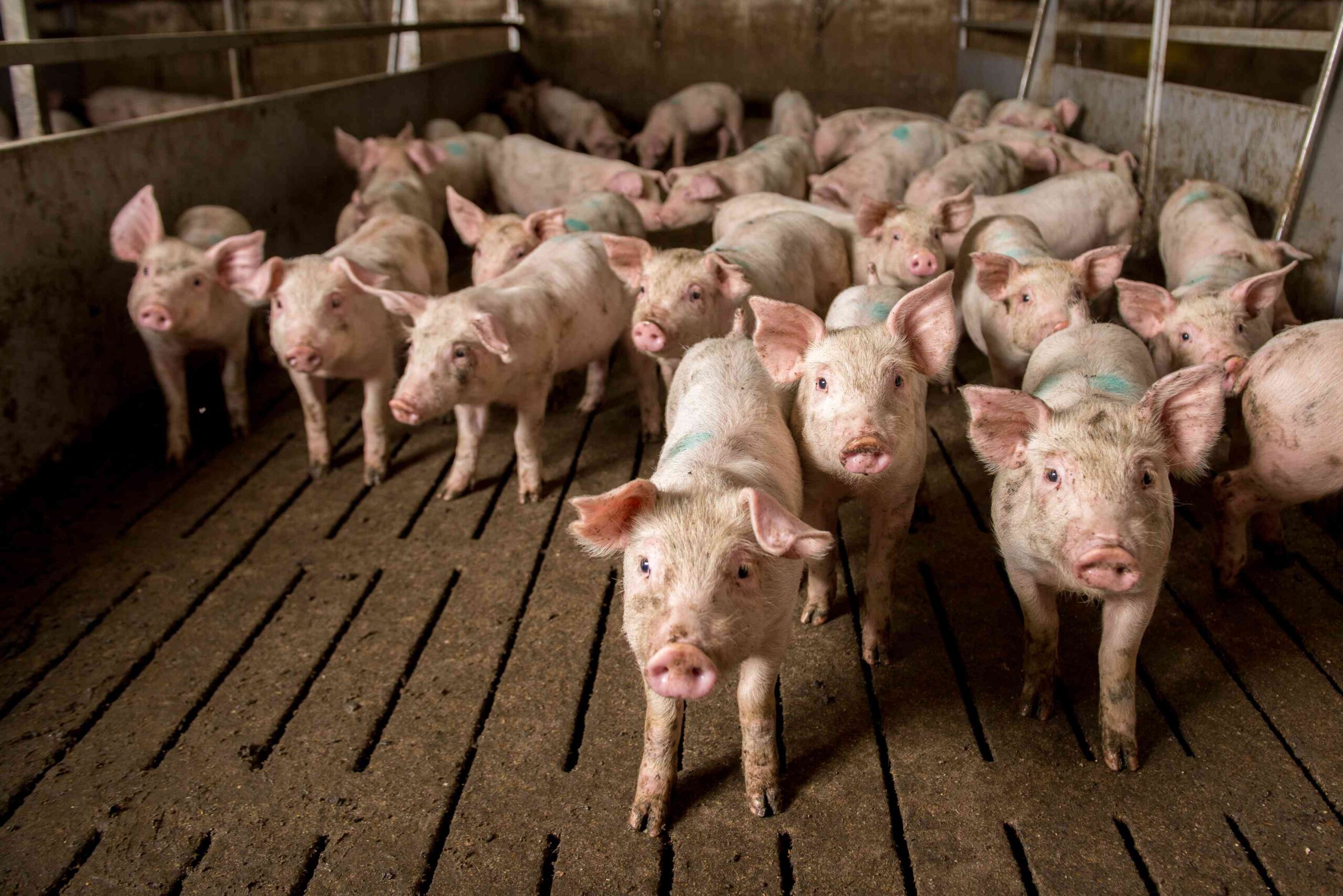 Свыше двух тонн мяса с вирусом африканской чумы свиней утилизируют в Якутске