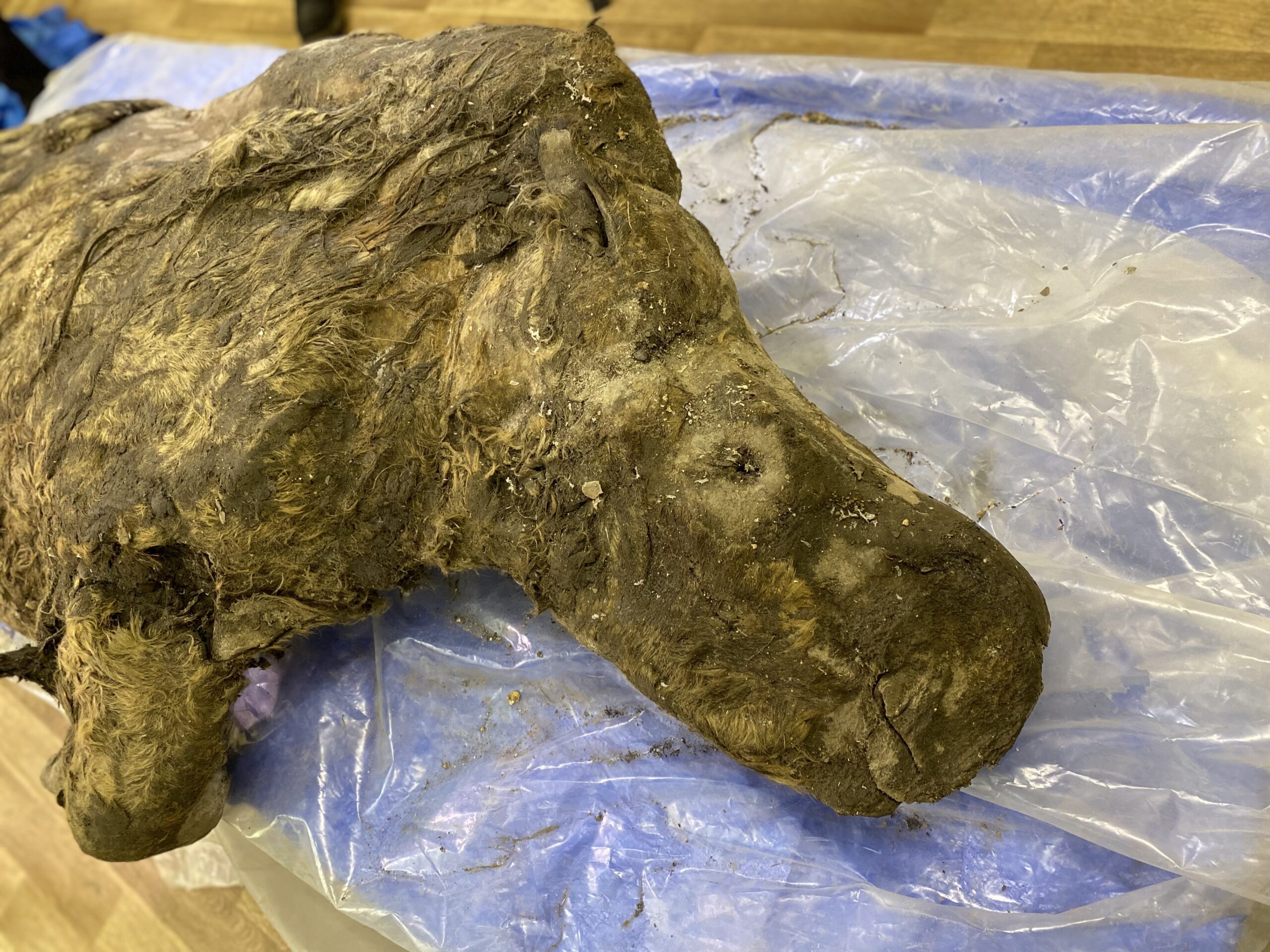 Ученые определят возраст найденного в Якутии носорога эпохи плейстоцена