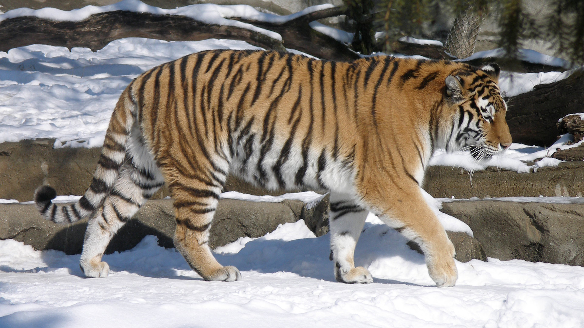 Эксперт: Зашедший в Якутию тигр уже мог вернуться в Хабаровский край