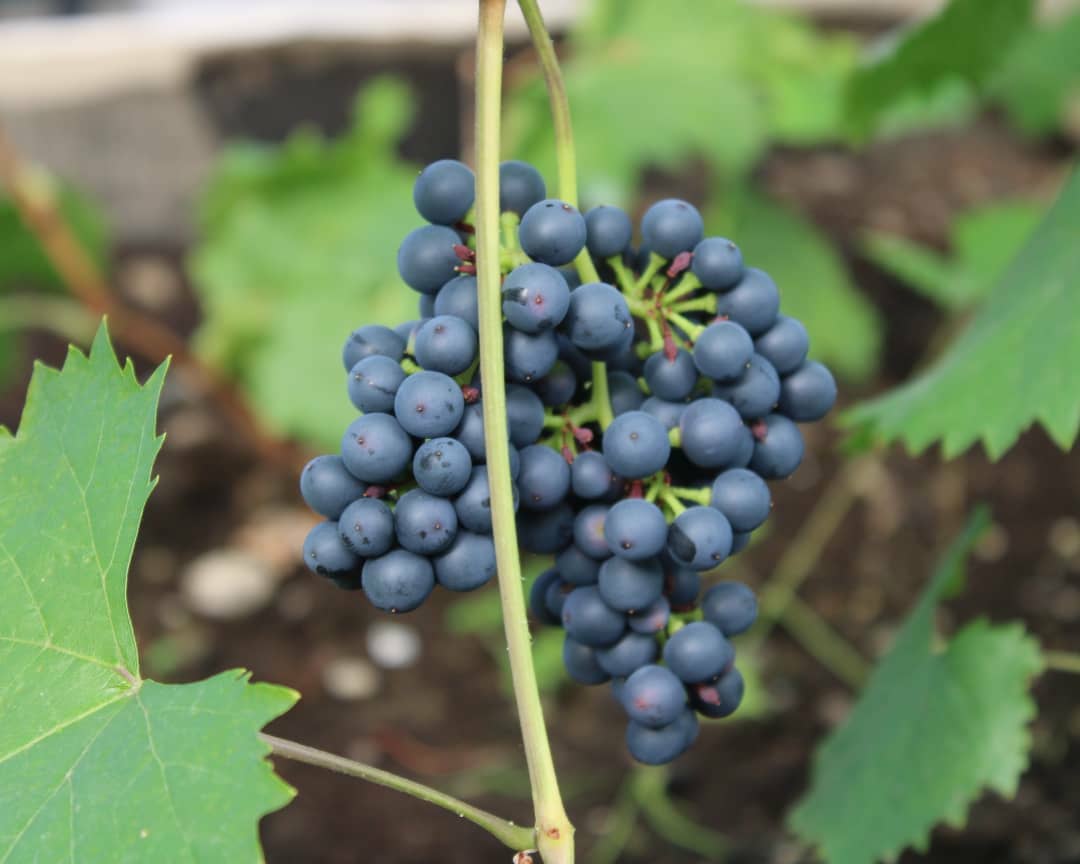 Учащиеся агрошколы в Хангаласском районе Якутии вырастили виноград