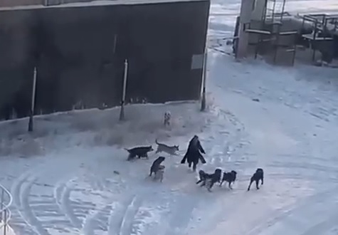 Стая собак напала на женщину в районе ипподрома в Якутске