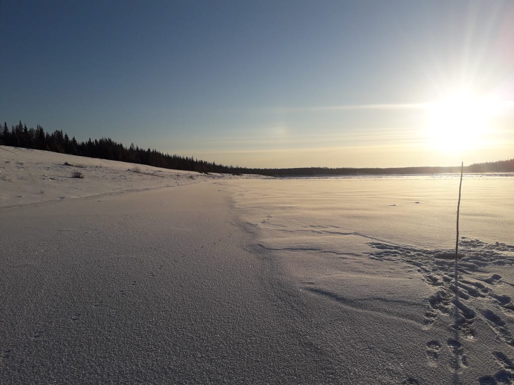 Более 50 голов КРС погибли из-за провала под лед с начала зимовки в Якутии