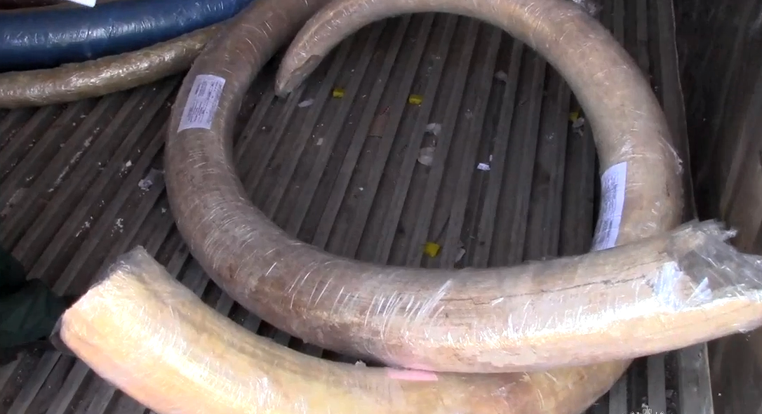 Более 100 кг бивней мамонта пытались вывезти из Тикси в Якутии