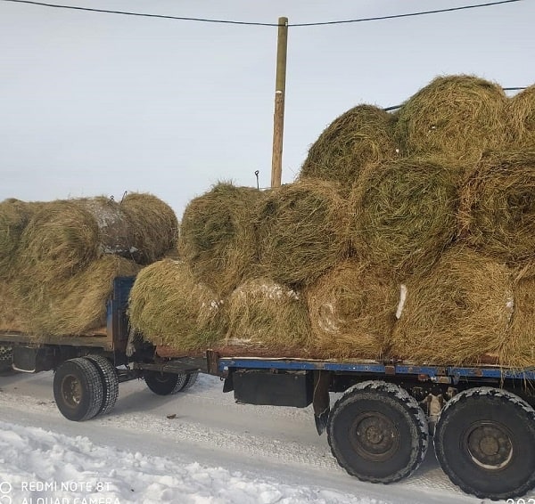 Поставщик заменит некачественное сено, завезенное в Чурапчинский район Якутии