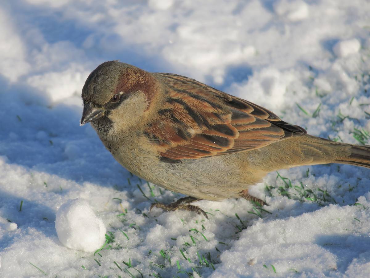 Акция по подкормке зимующих птиц стартовала в Якутии