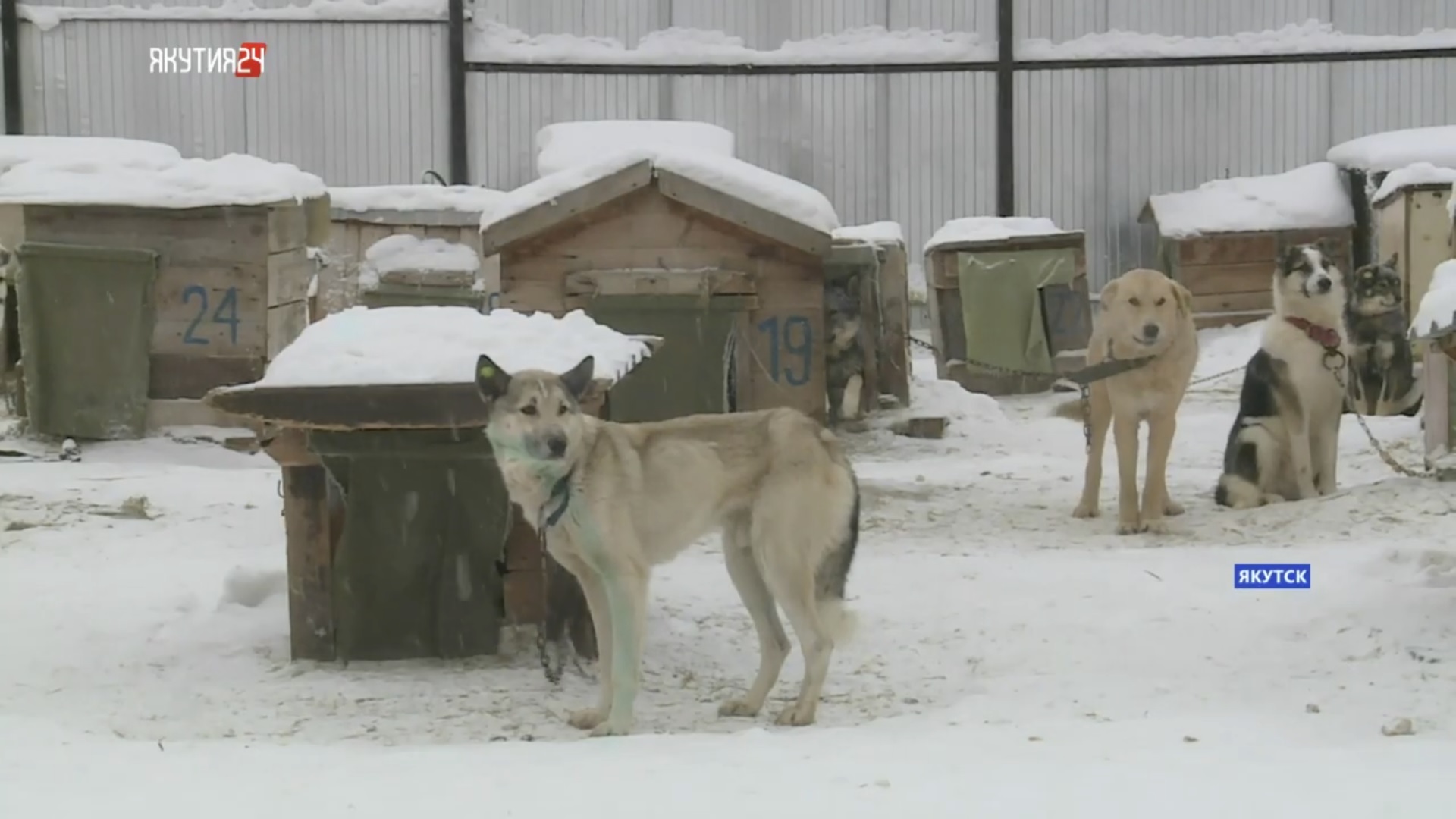 День открытых дверей прошел в пункте передержки животных в Якутске