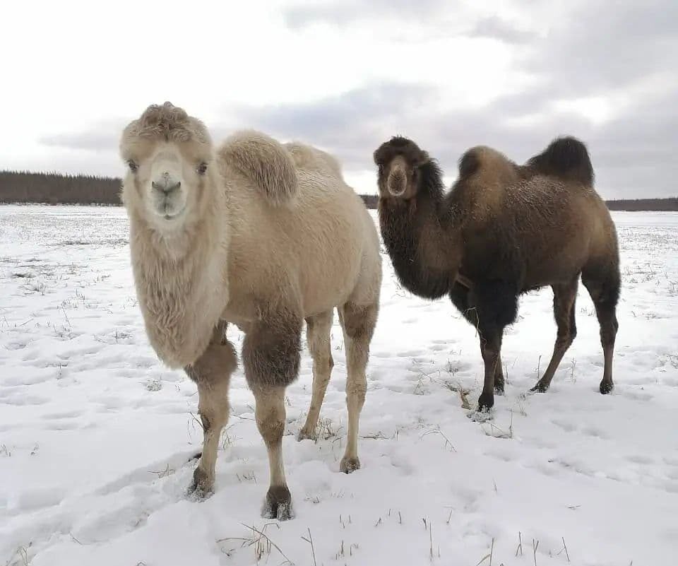Верблюды впервые зимуют в Плейстоценовом парке Якутии