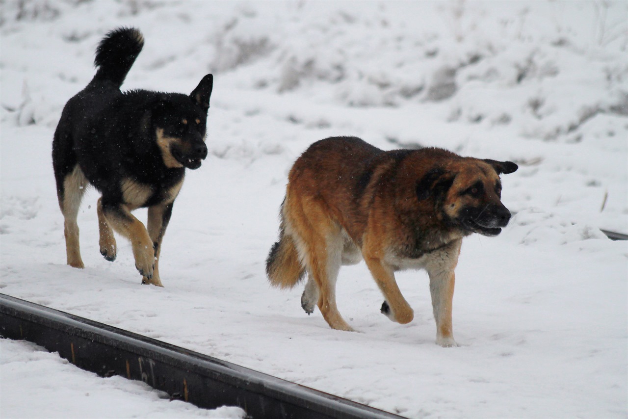 Проверку организовали по факту нападения стаи собак на ребенка в Амгинском районе Якутии
