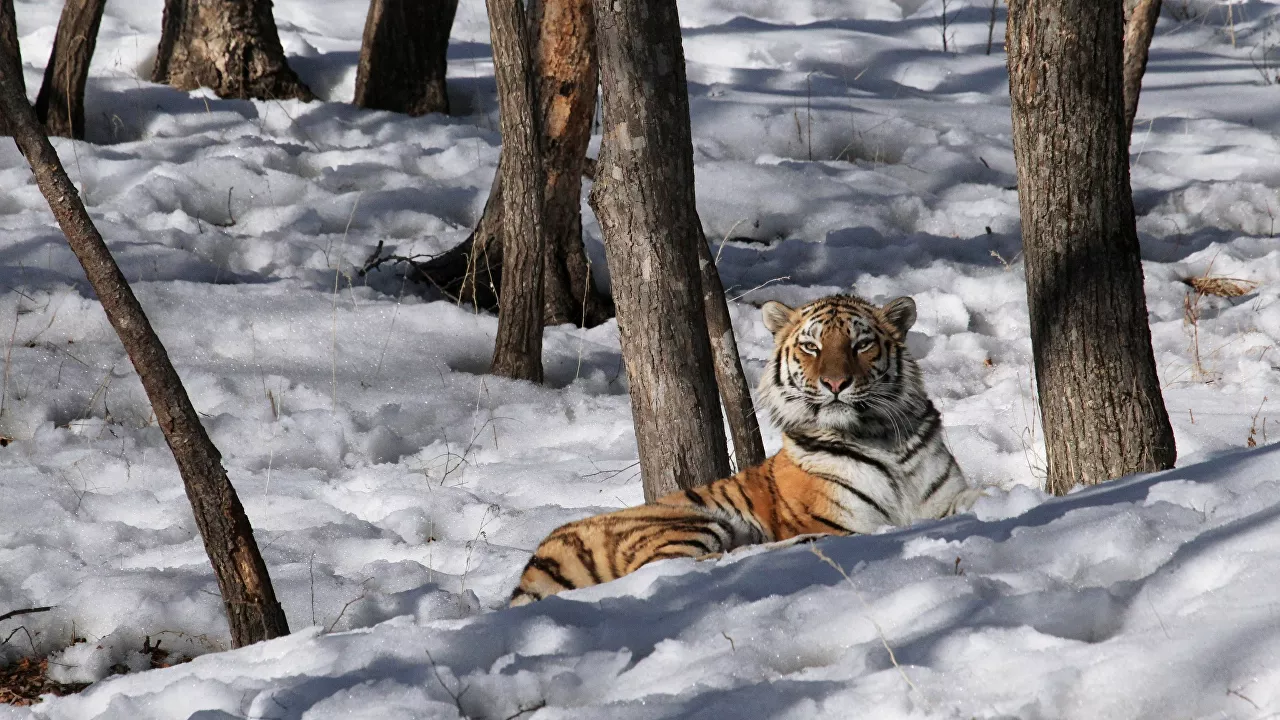Амурская тигрица Светлая в третий раз стала мамой