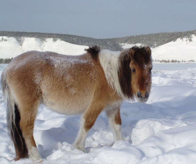 Поголовье лошадей в Якутии выросло почти на 10 тысяч в этом году