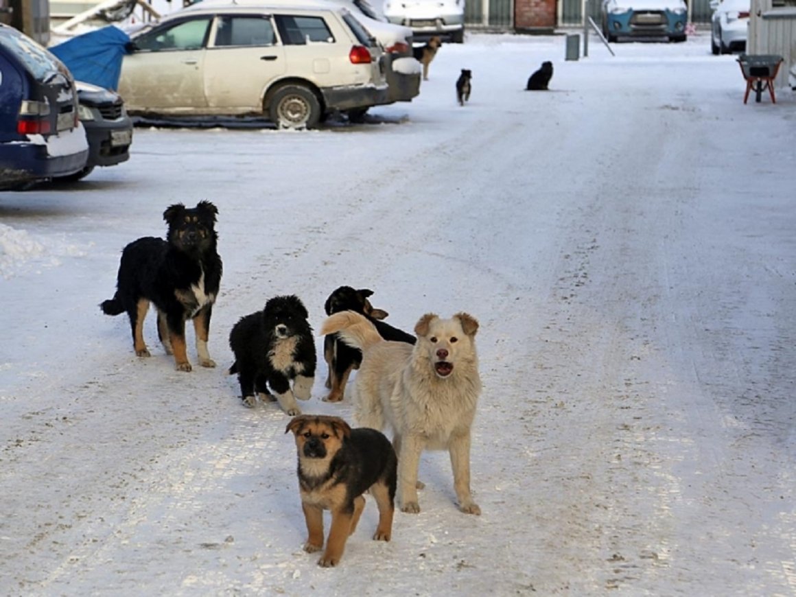 180 безнадзорных собак отловили в Якутске за неделю