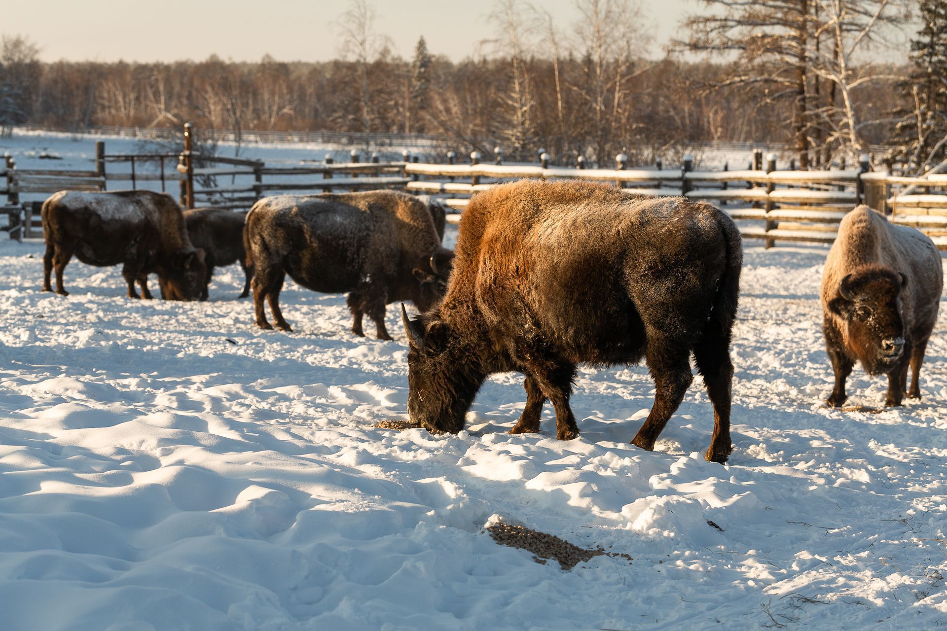 Численность завезенных в Якутию бизонов выросла почти в 10 раз за 15 лет