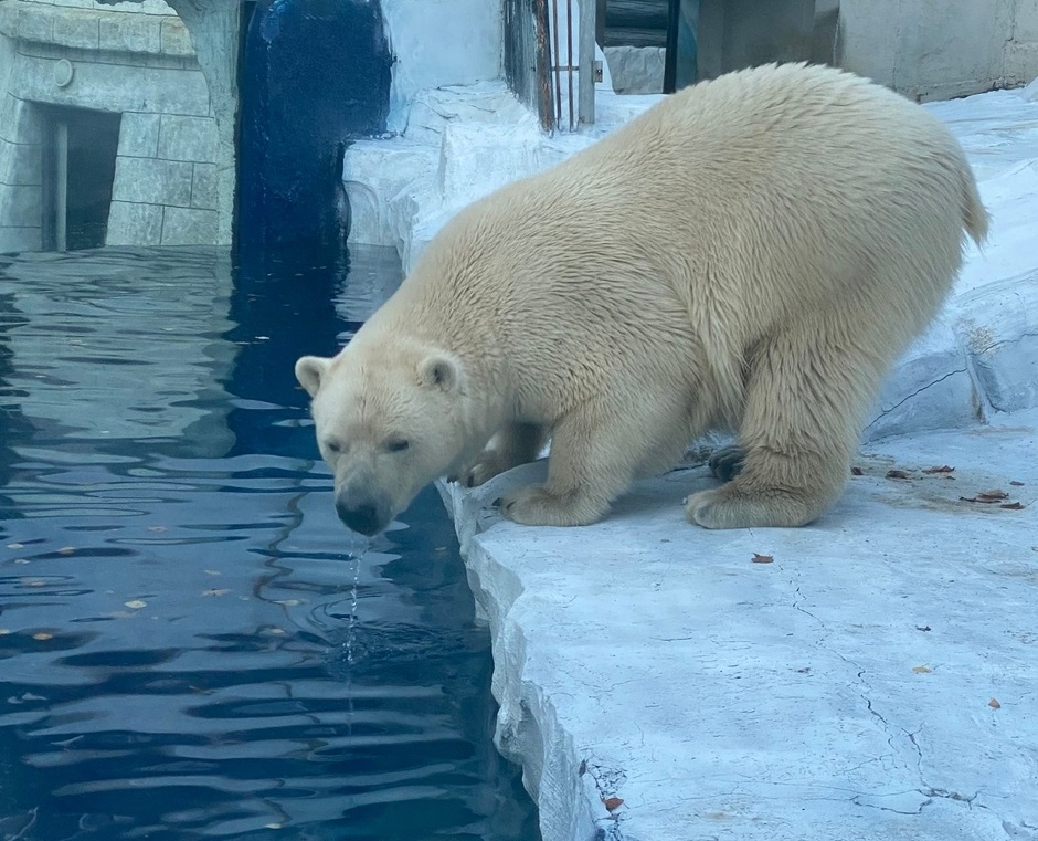 Белому медвежонку Алмазу из Якутии исполнилось два года